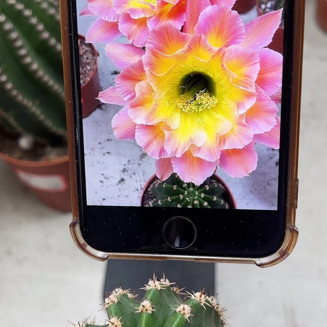 彩草星火测芽3.5公分左右