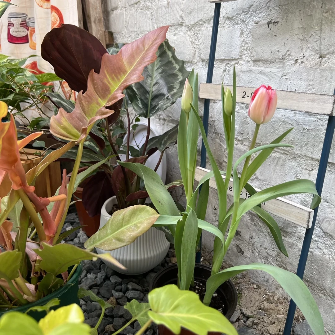 郁金香盆栽开花绿植室内