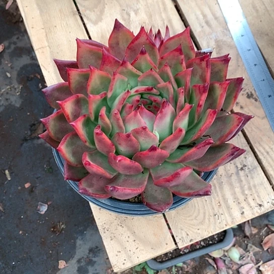 会*姐美肉特价活动开始啦