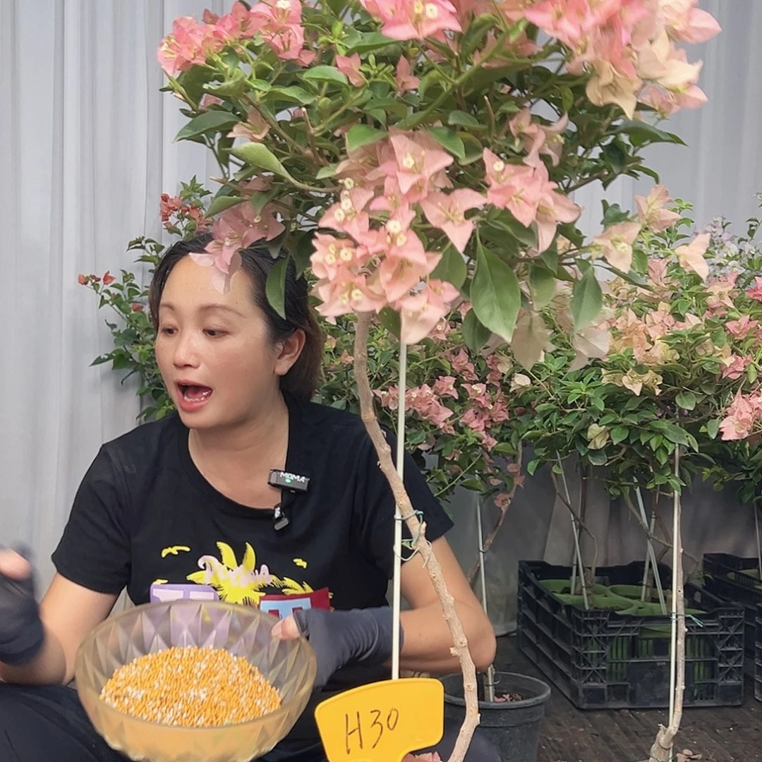 一***光当前无花栽培后可以开花H30卡亚塔