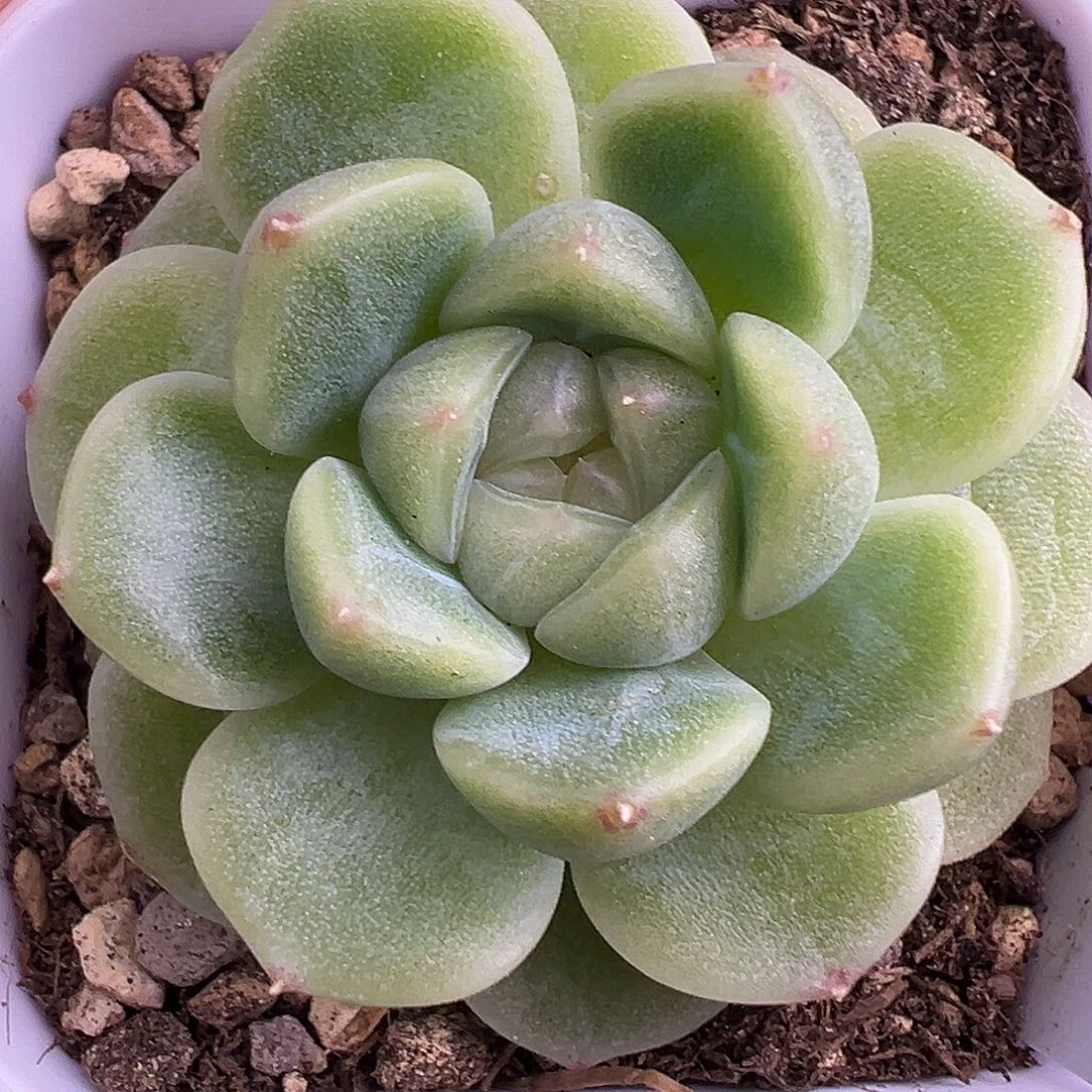 开播福利。 预尘财富