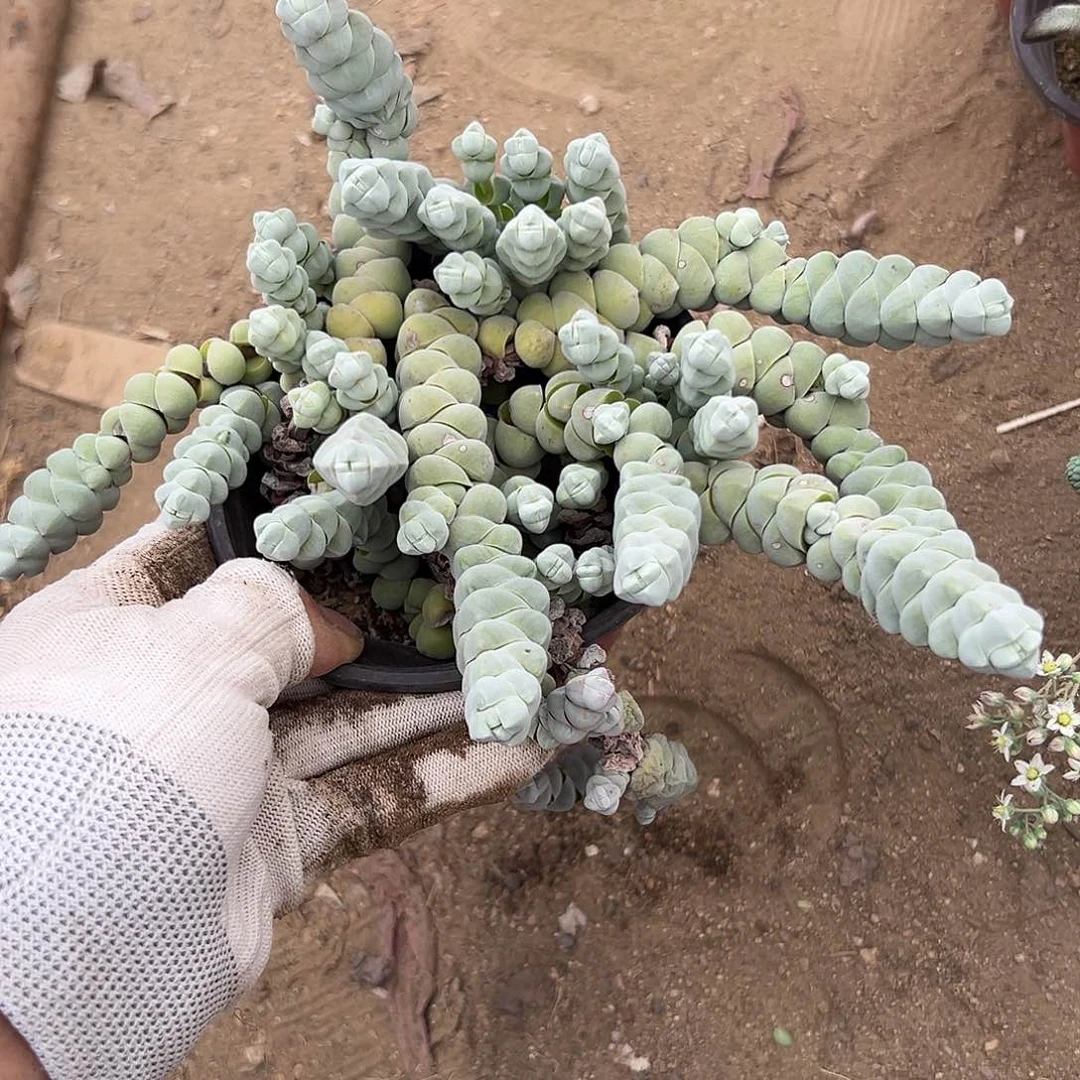 DVD哦呃呃呃呃呃呃呃呃呃呃呃呃呃