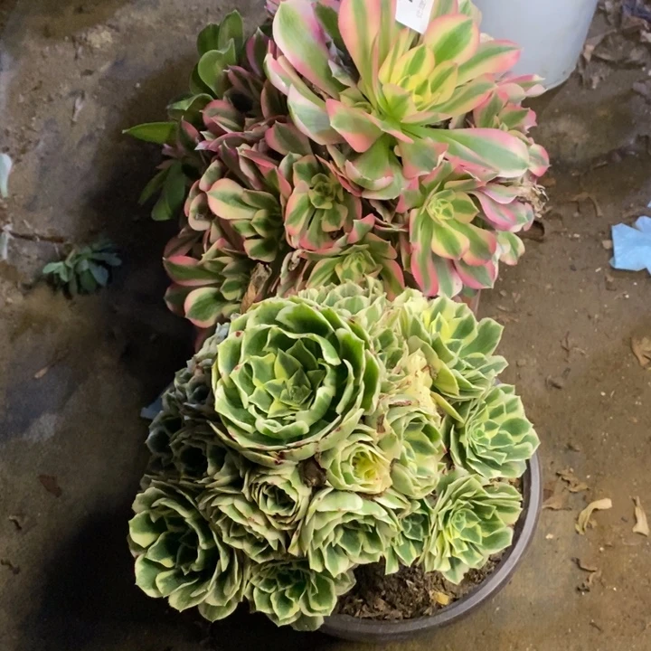 两盆多肉断头不包1736