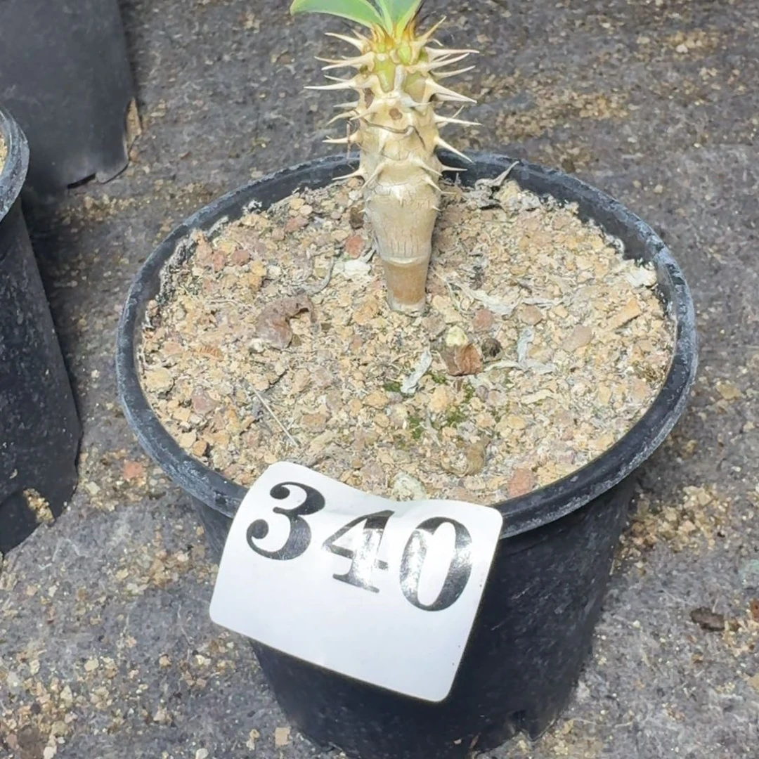 杳***鬼切阁一物一拍多肉