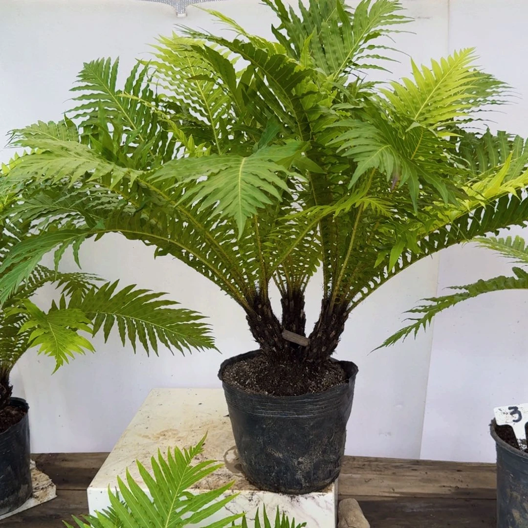 抚***司不开花植物三头富贵蕨