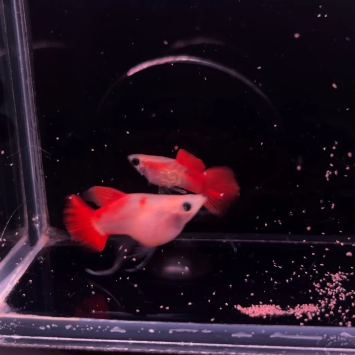 孔雀鱼流离玻璃猫大C1对