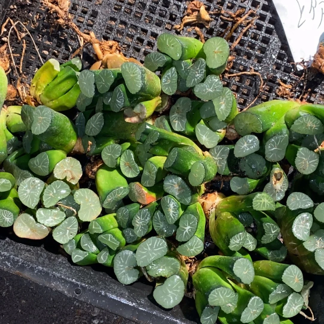 1353 十二卷一颗实生大万象 周末整点福利