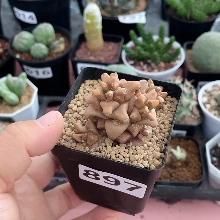 897蛮鬼塔厚墩菊块根