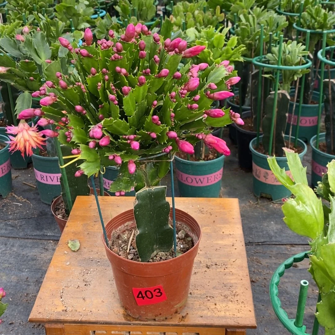 帥***完全开放403嫁接中国红