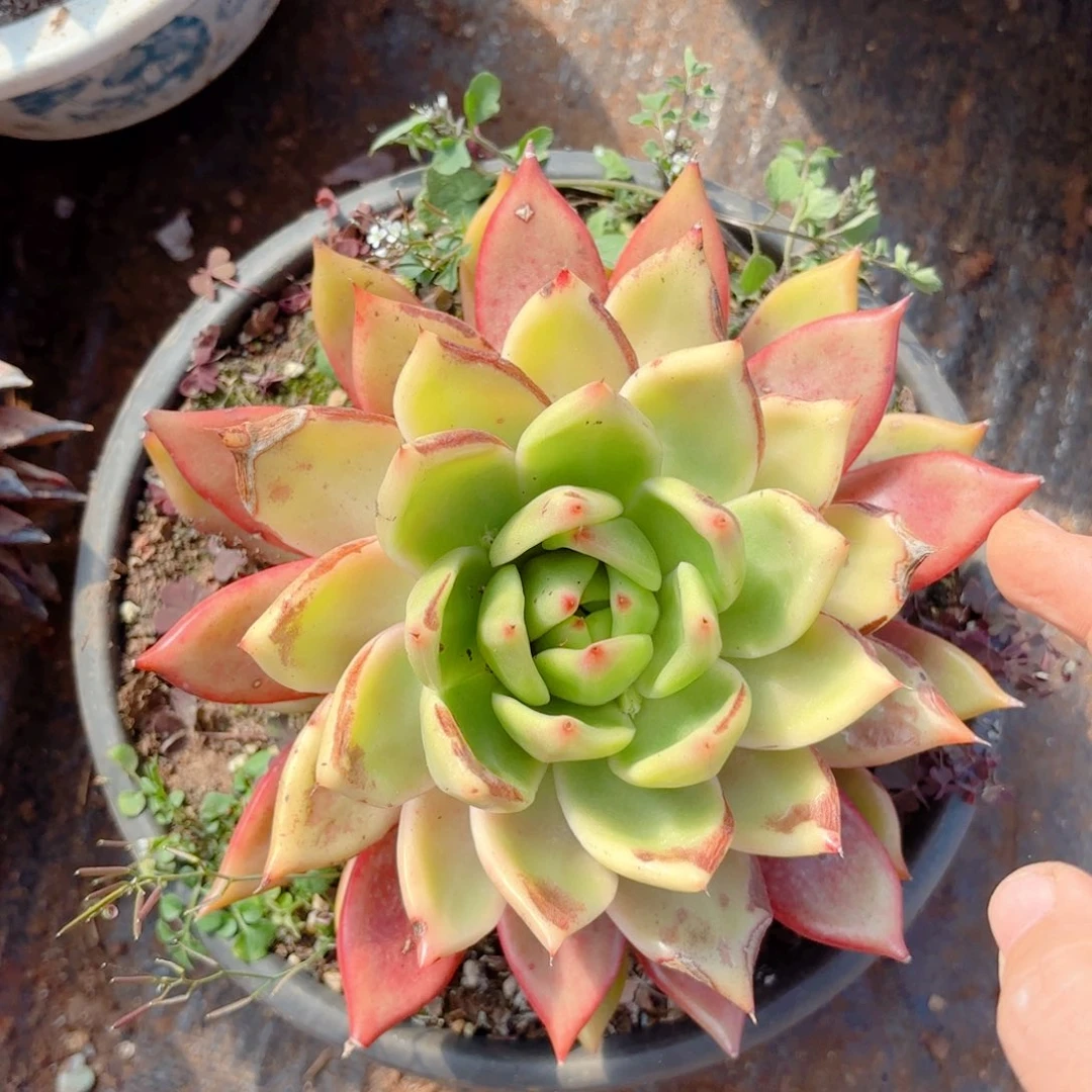 菩萨玛利亚。    10。