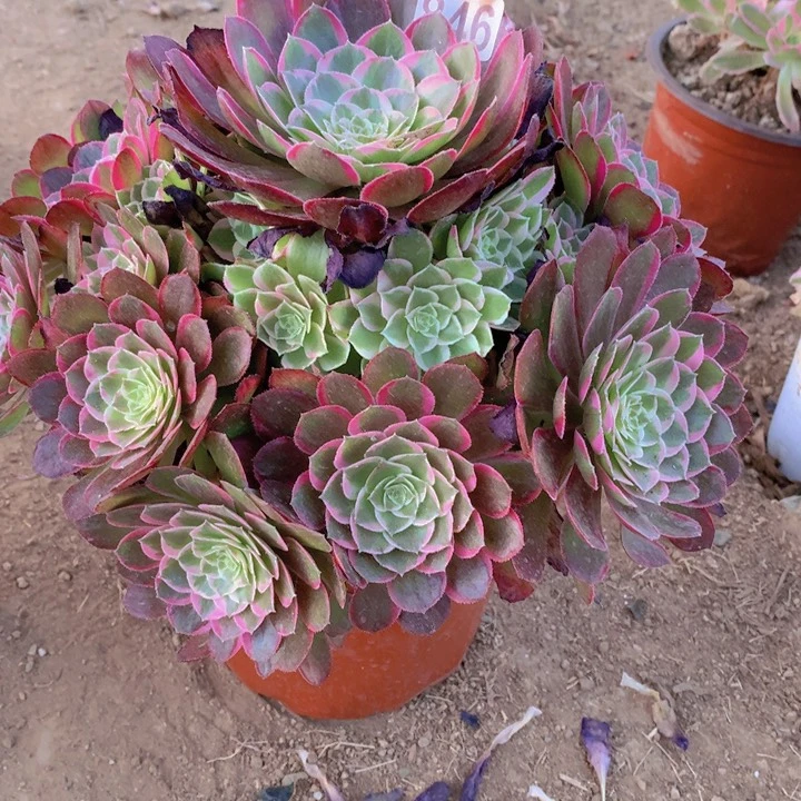 846多肉植物空巢翎