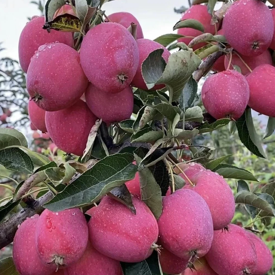 鸡心果海棠花盆景