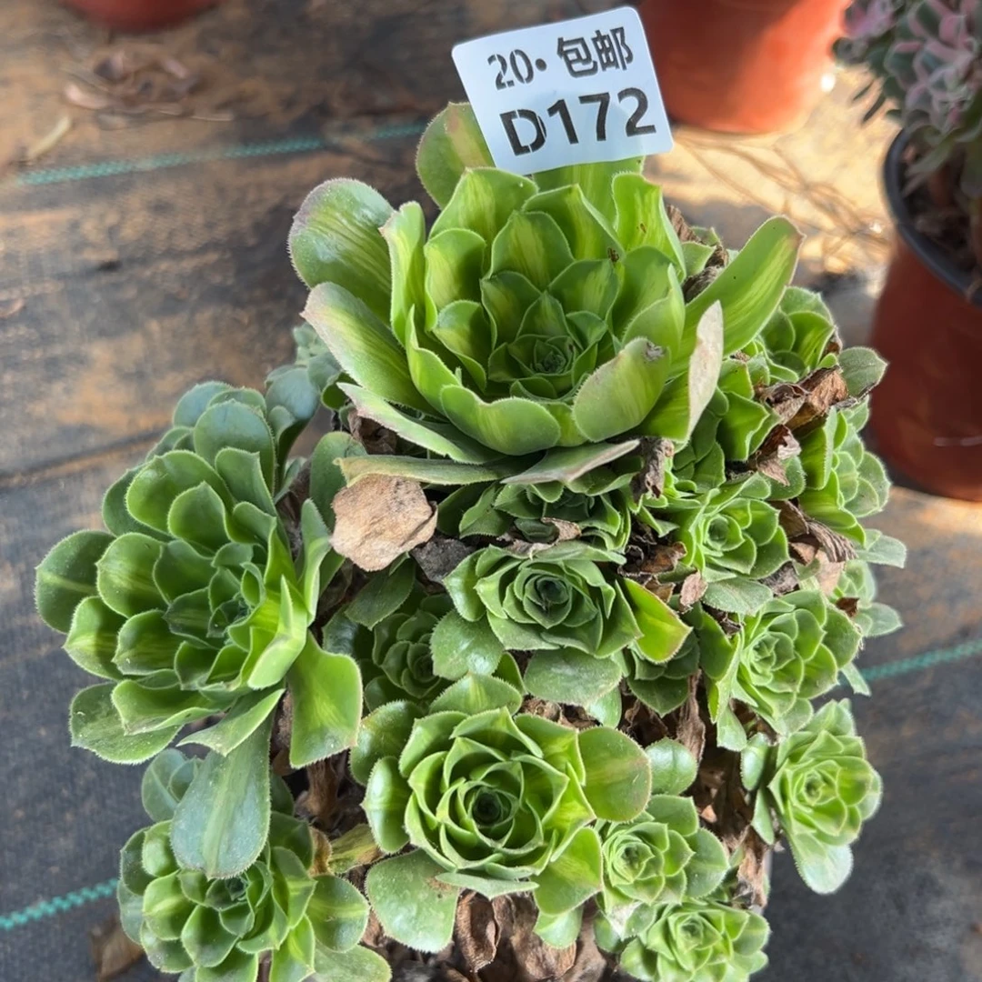 172翡翠琉璃，多肉法师