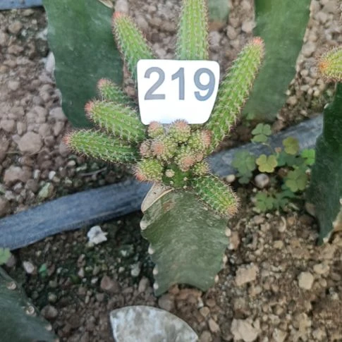 南***北垂吊金妞橙色一棵219