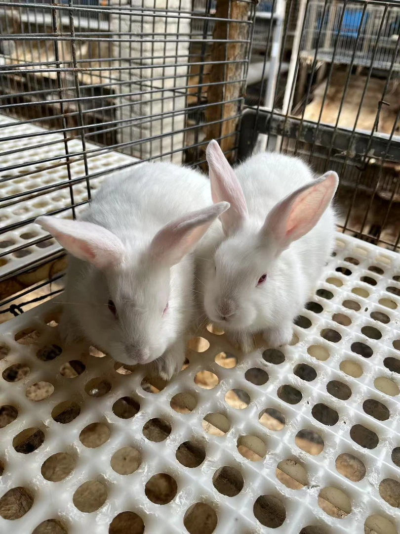 断奶小兔一对，均重两斤左右，球虫和兔瘟疫苗已接种！