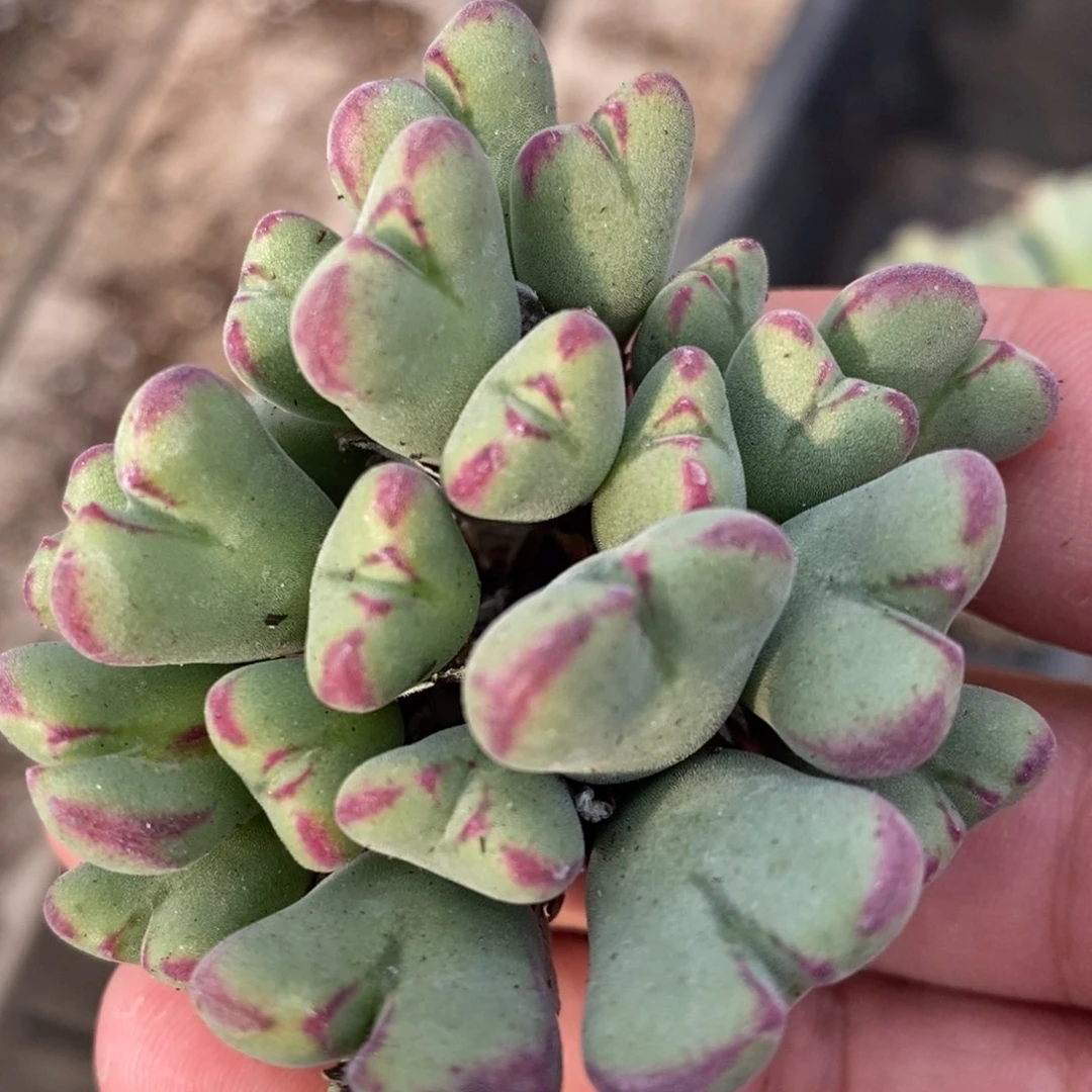 1520沙文利亚一群