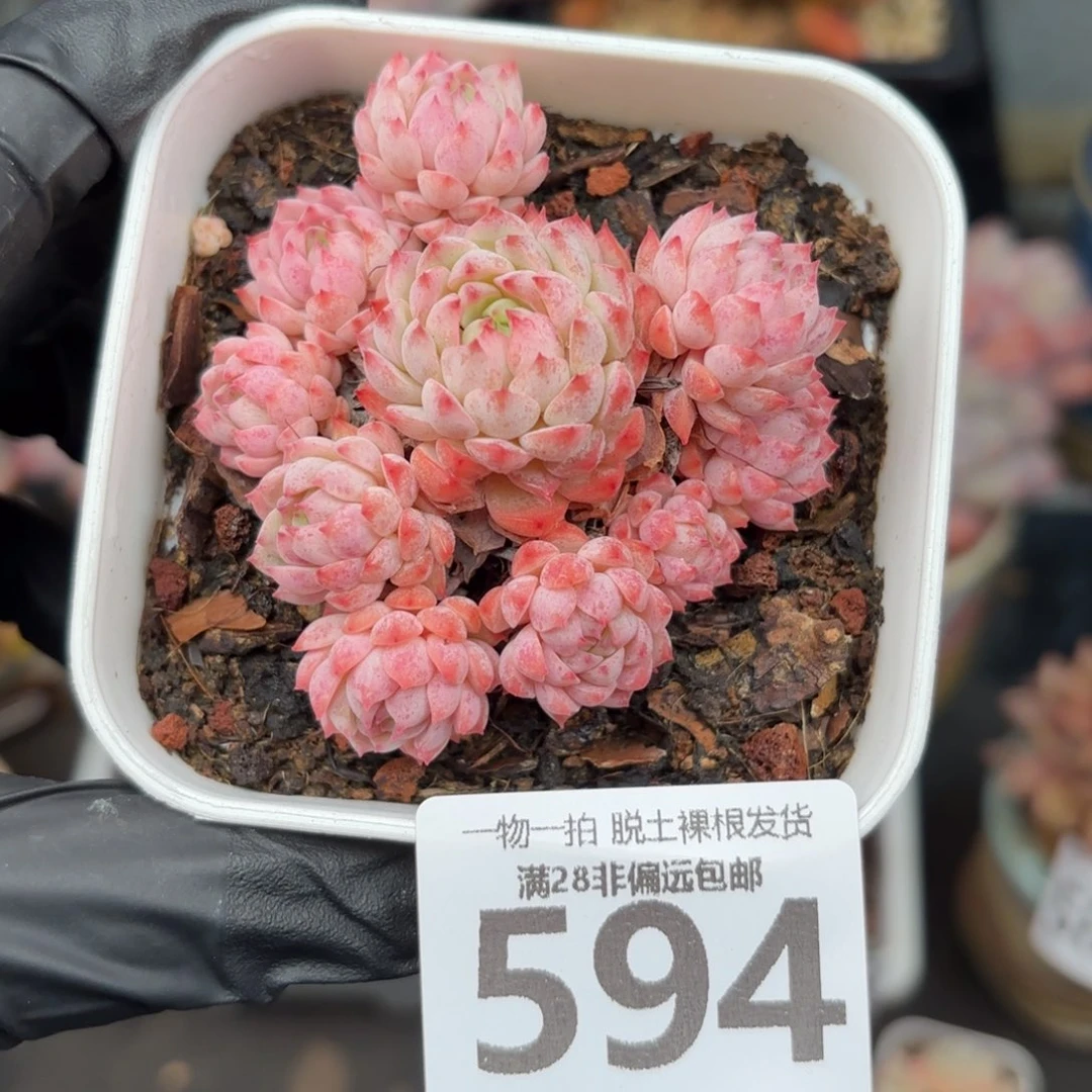 小粉梅无盆土发货