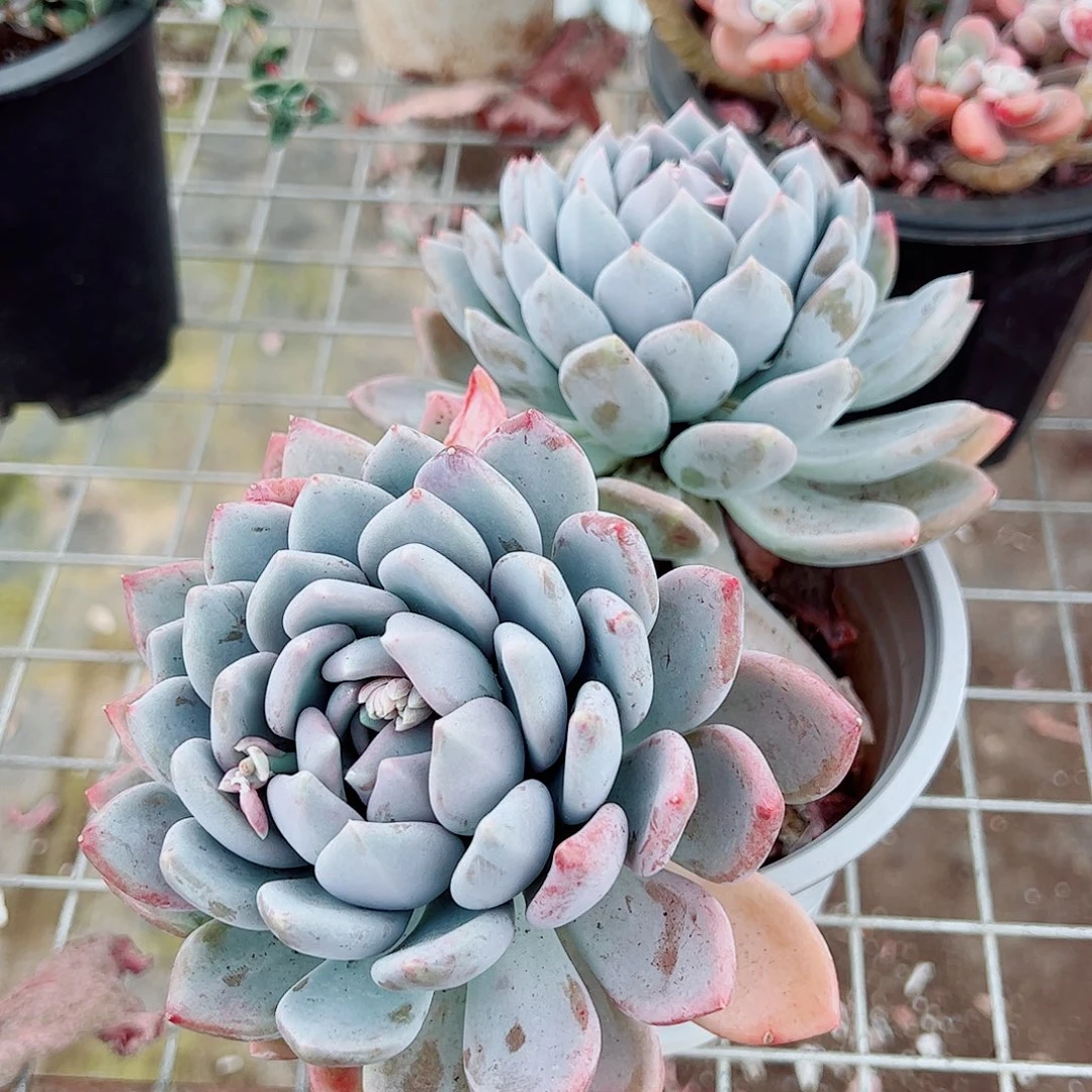 胖美人双头起发精品特价