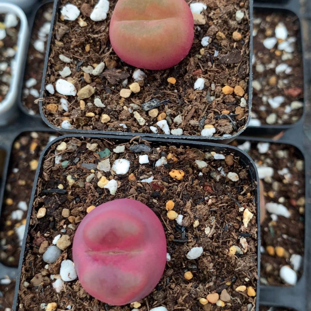 233母本母本两颗