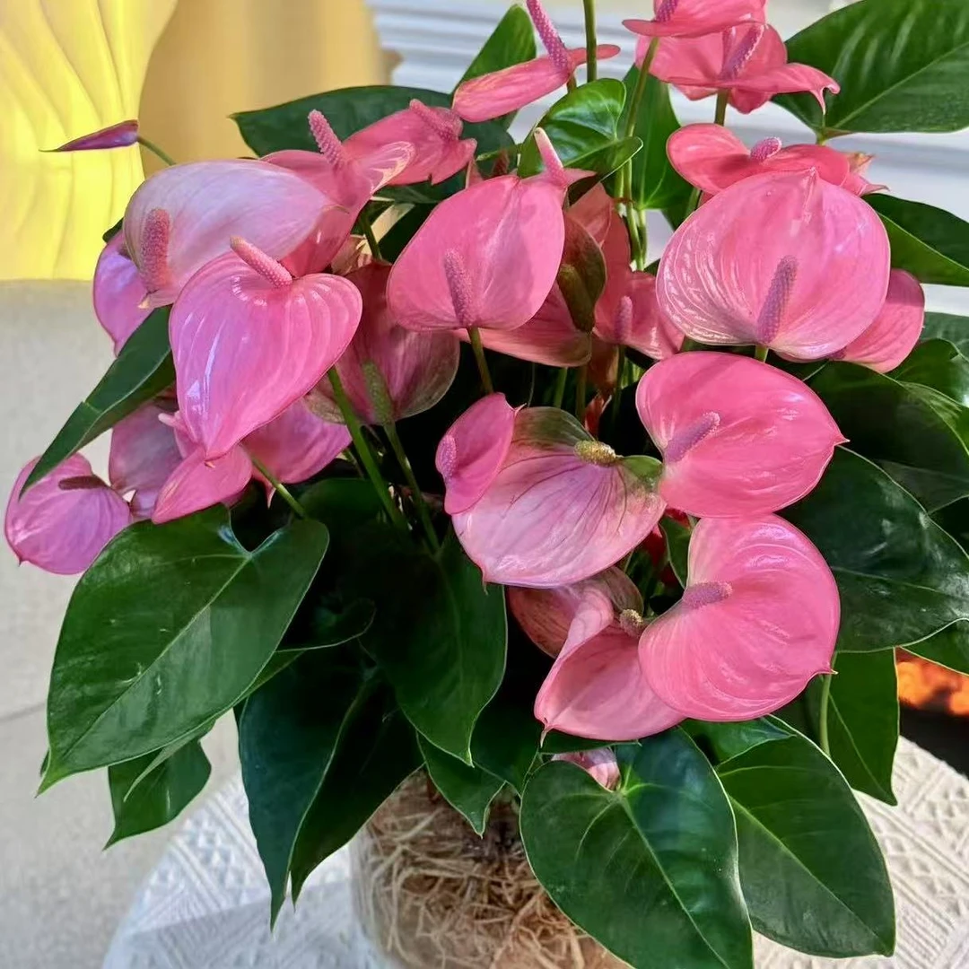 20-30朵带花发货粉掌一帆风顺粉色水培土培净化空气绿植
