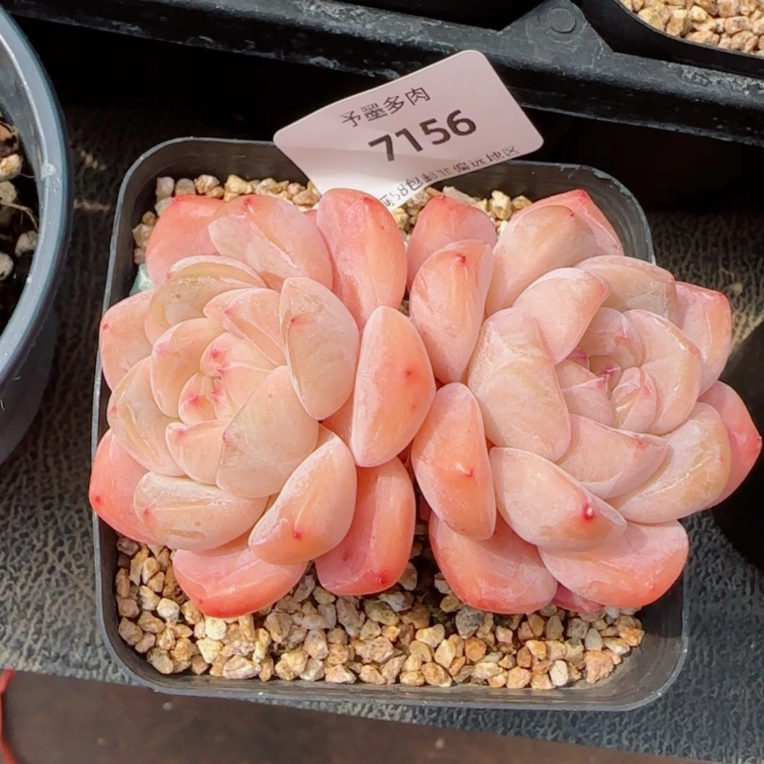 厚梦，7156多肉植物