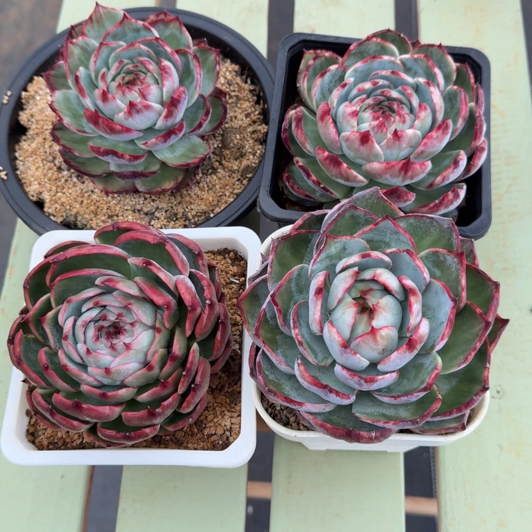 惊鸿仙子四颗一组