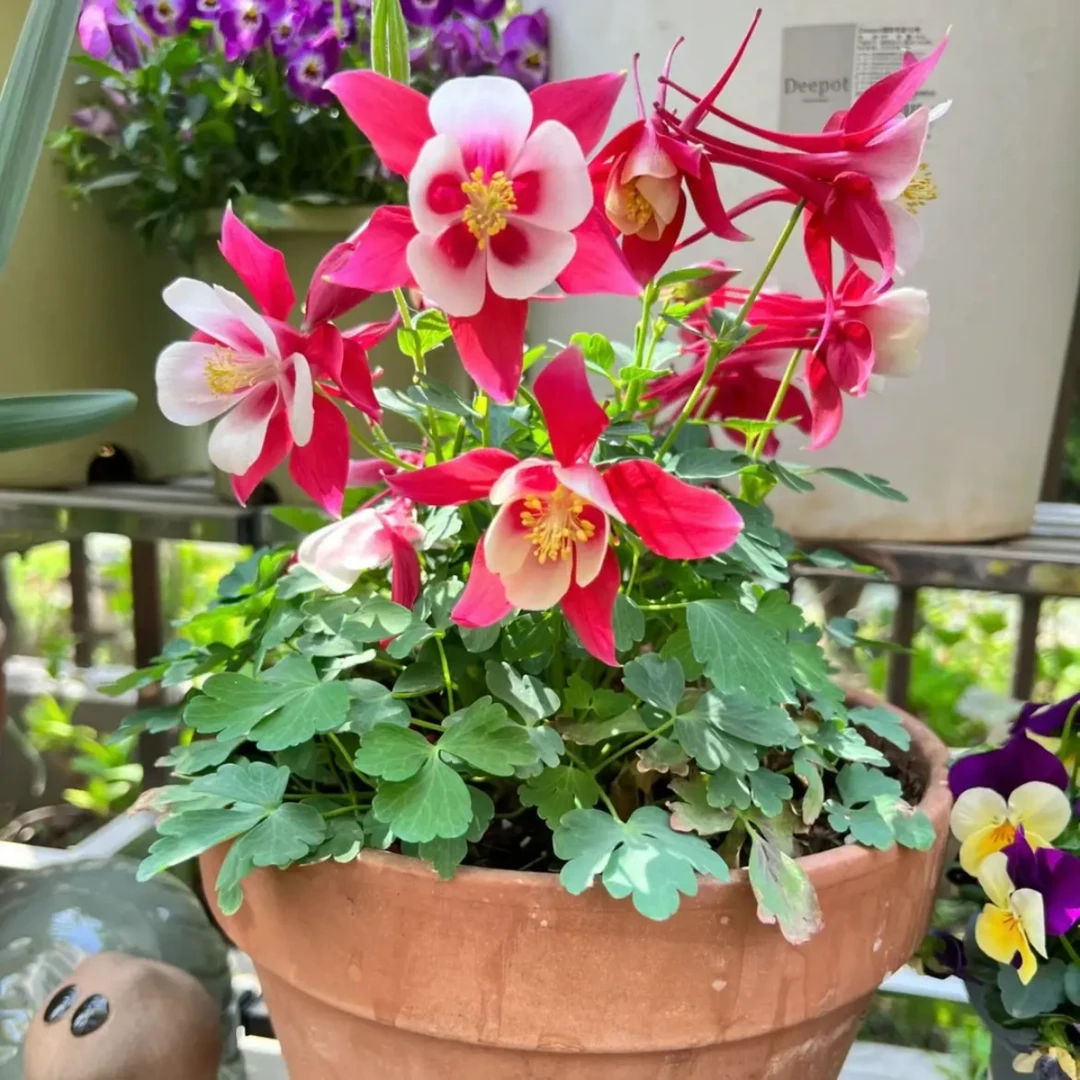 耧斗菜耐寒耐热多年生阳台花卉四季开花