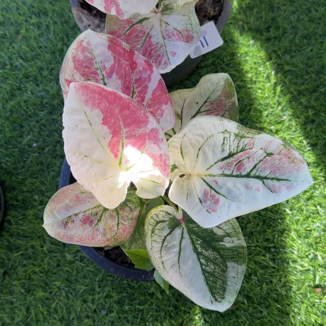 48-0922泰国发货蒙娜丽莎