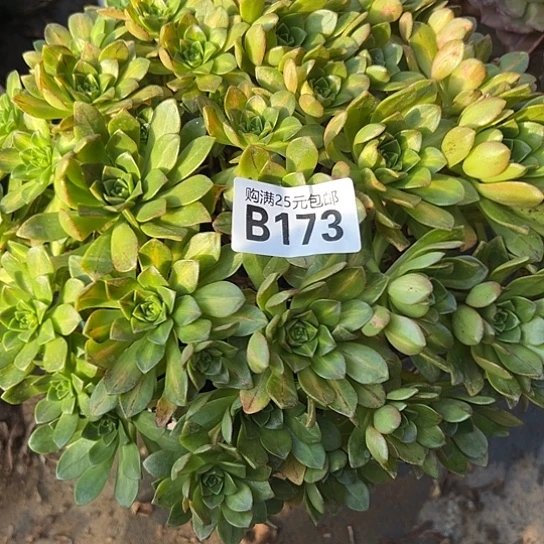 ℒ****一颗多肉法师植物