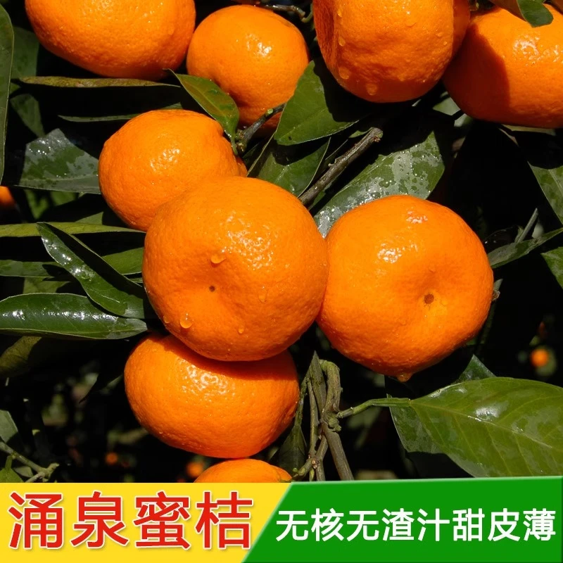 正宗临海涌泉蜜桔整箱10斤新鲜橘子浙江台州黄岩桔