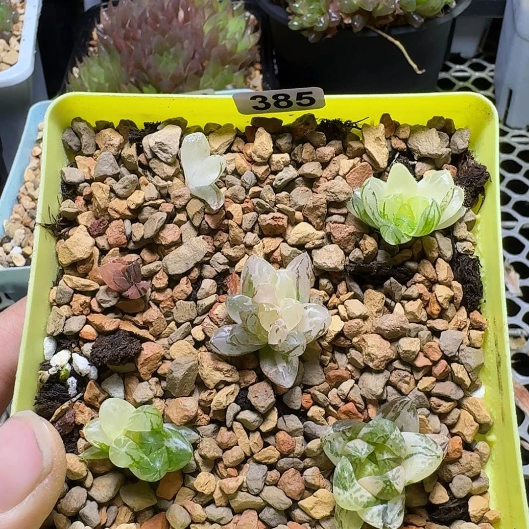 385实生玉露锦一盆6颗