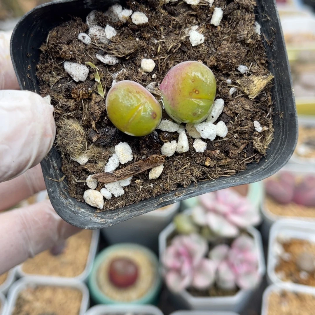 多肉植物一物一拍11