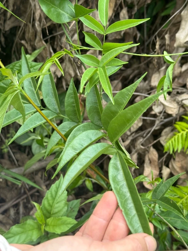 广东粤北野牛新鲜小叶甘草牛