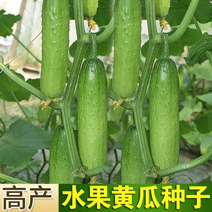西藏新疆包邮节节多水果黄瓜种子高产黄瓜小菜园阳台小院四季蔬菜