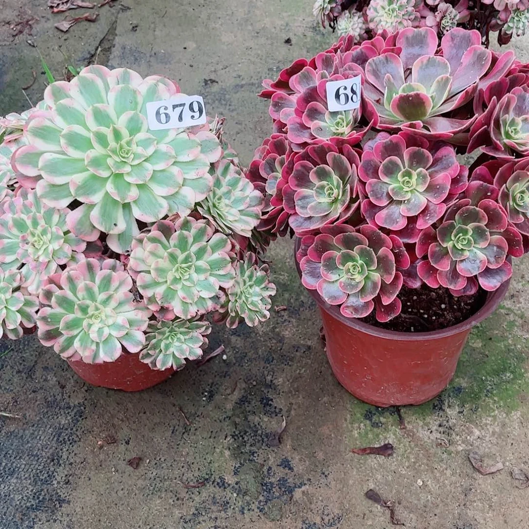 无花朵用****3多肉植物组合679