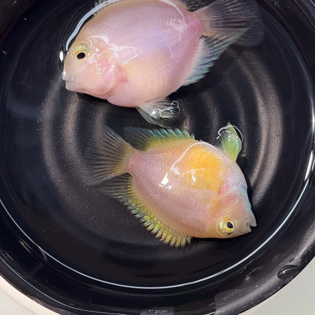 短鲷鱼61号胭脂粉一对