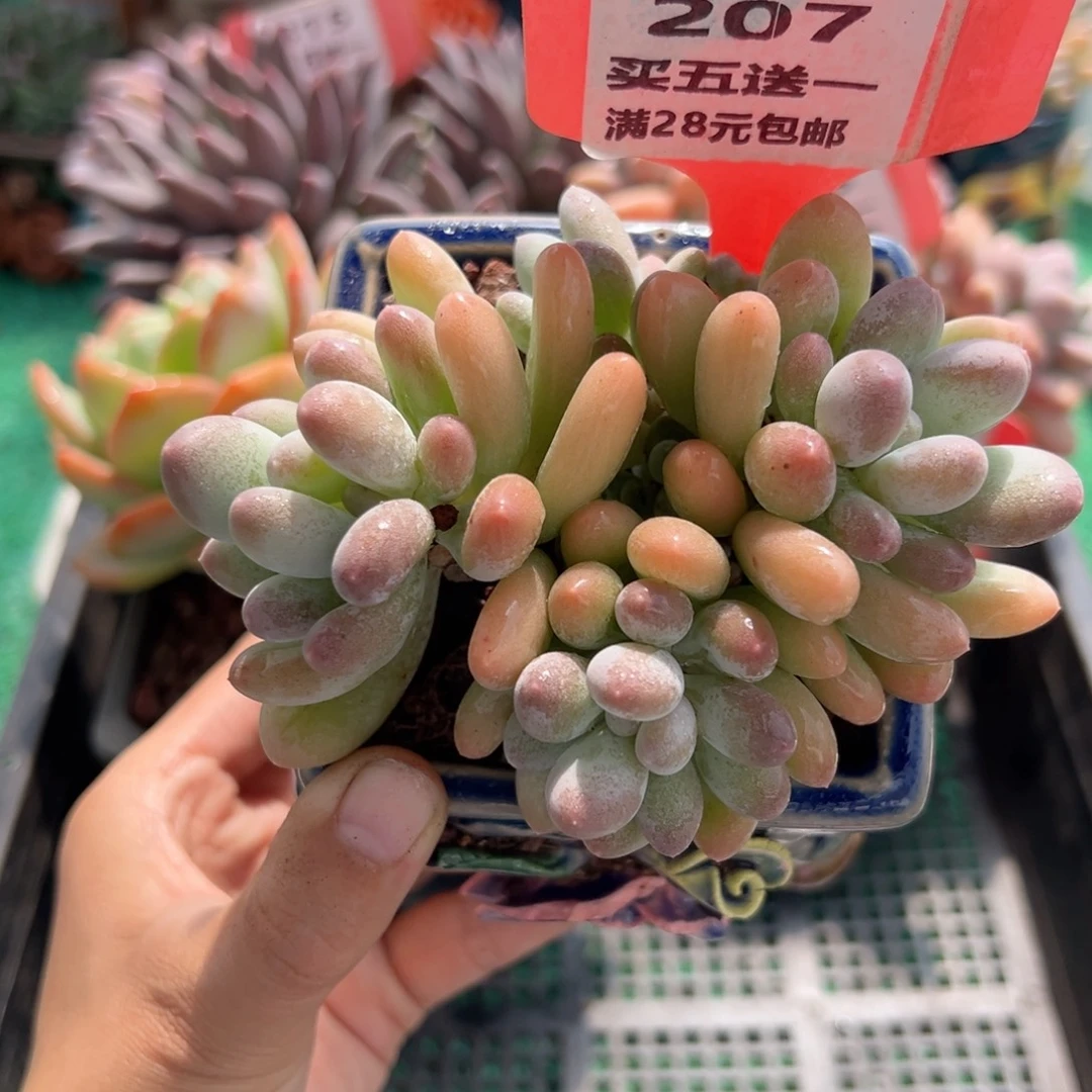 表妹精品多肉植物207.