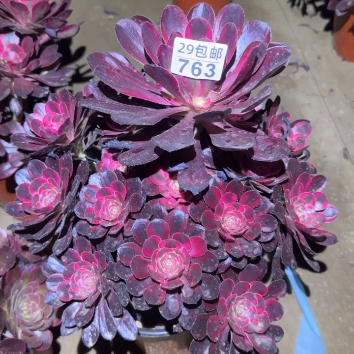 丽娜……多肉植物的