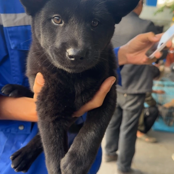 中华田园犬四黑母一物一拍