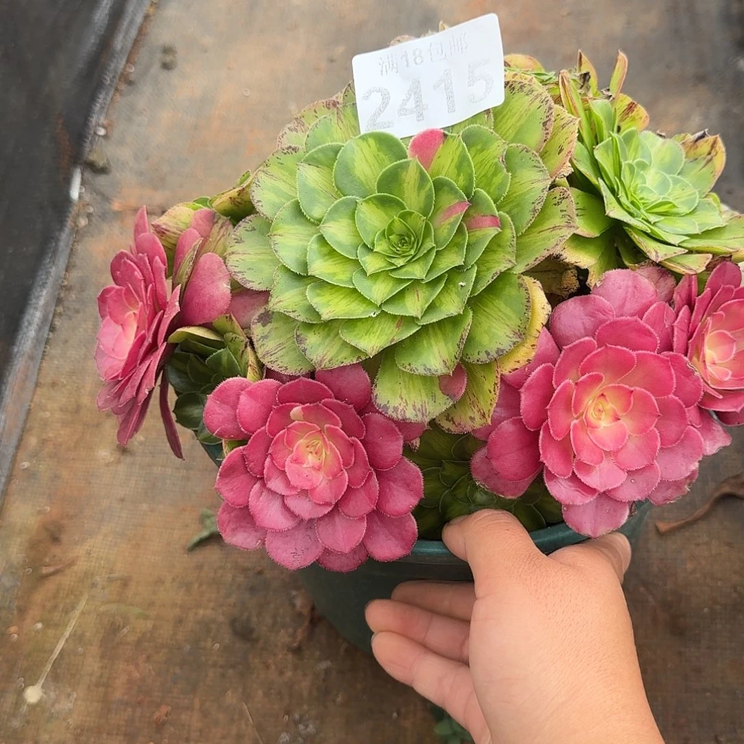 415 知否法师多肉植物带根