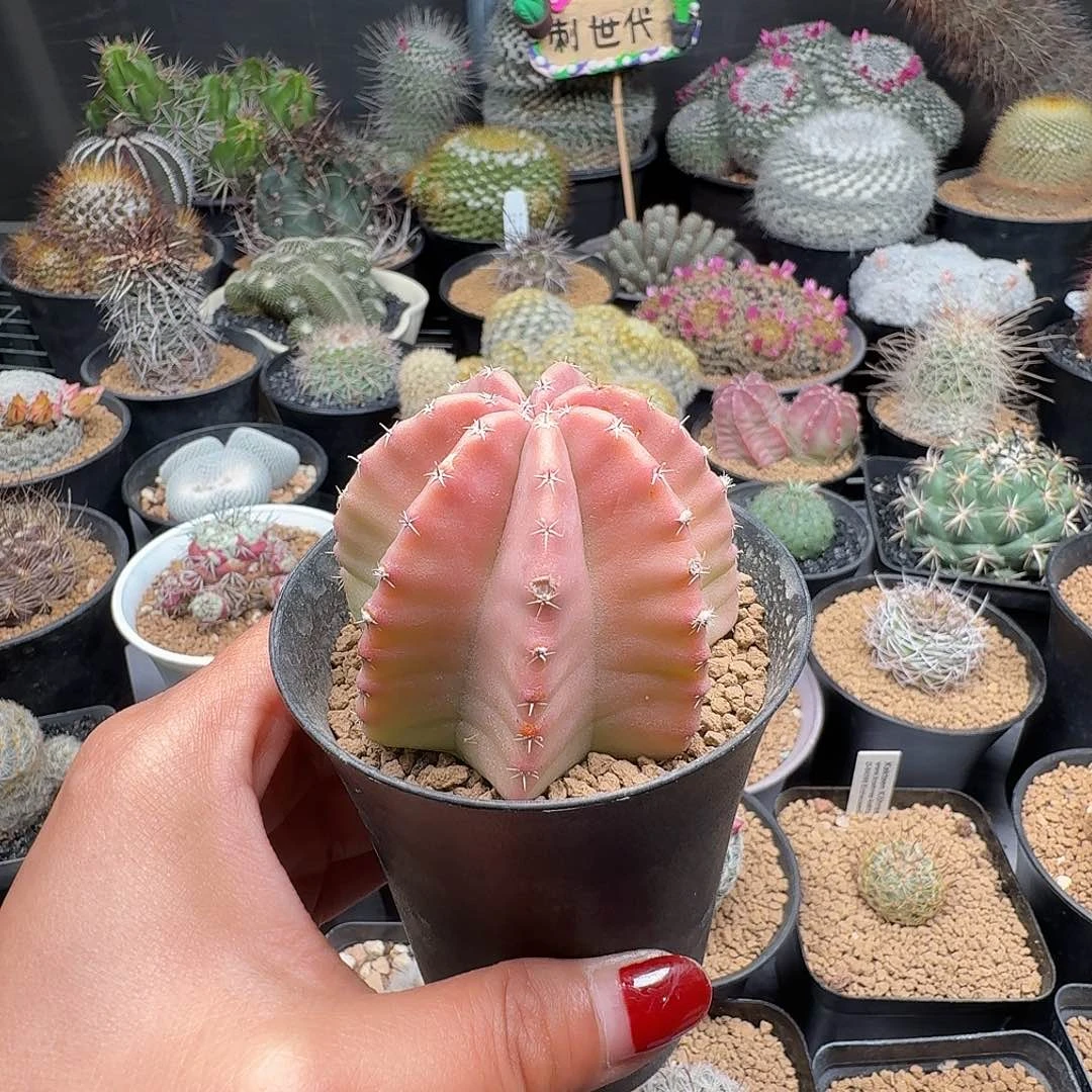 实生虾脱土发货50