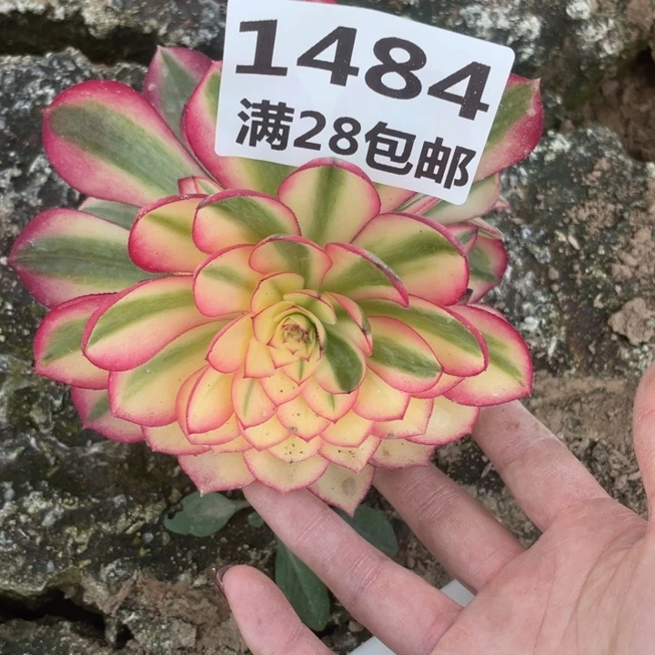 1484二号棚倾城多肉E