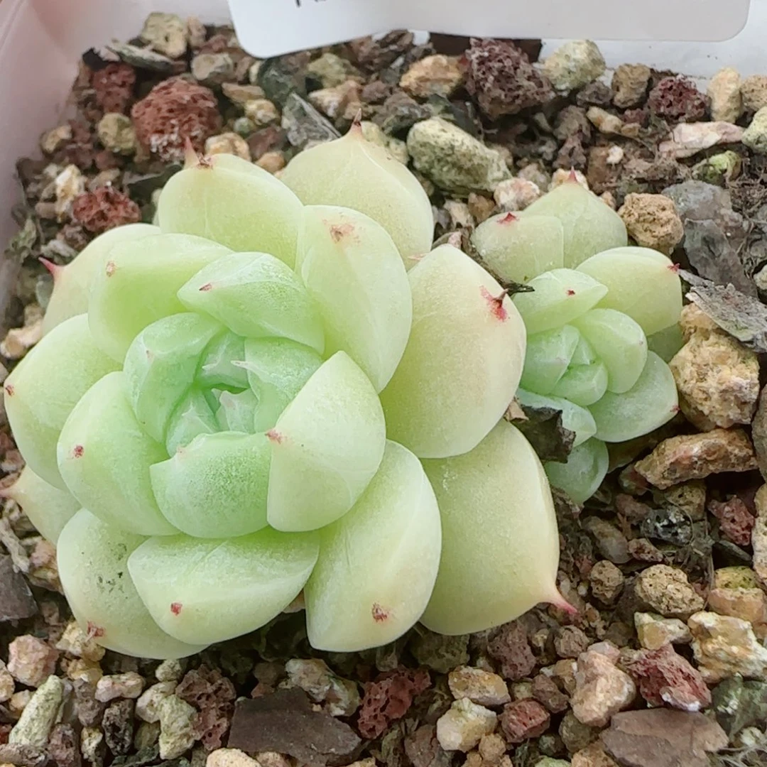 花语逸镜0925-187