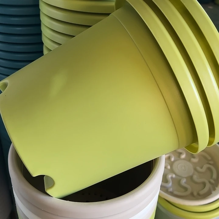 四季4号果绿无托10个特价