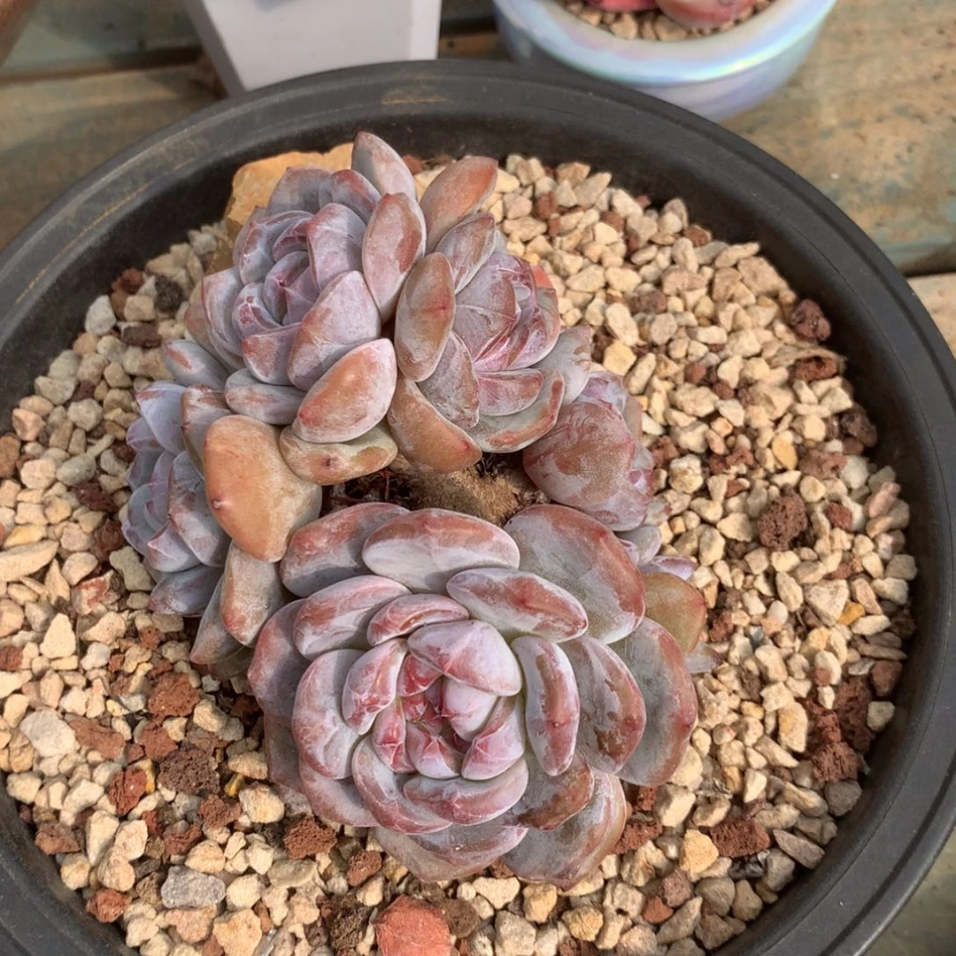 无花朵哈哈哈哈哈哈哈哈8头树
