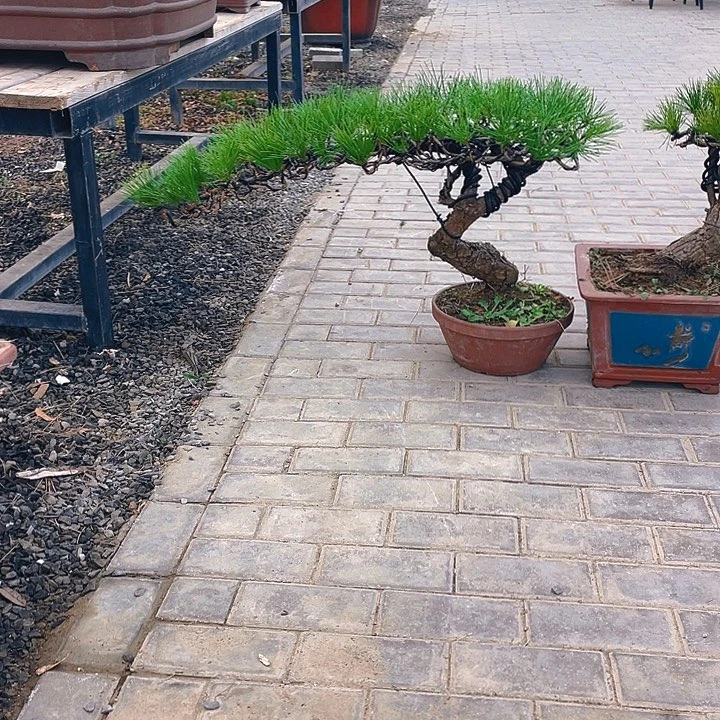 完全开放老桩临水黑松盆景