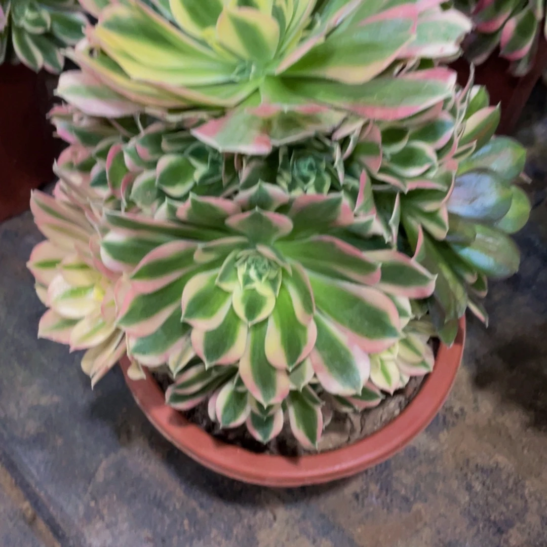 199白凤11111多肉