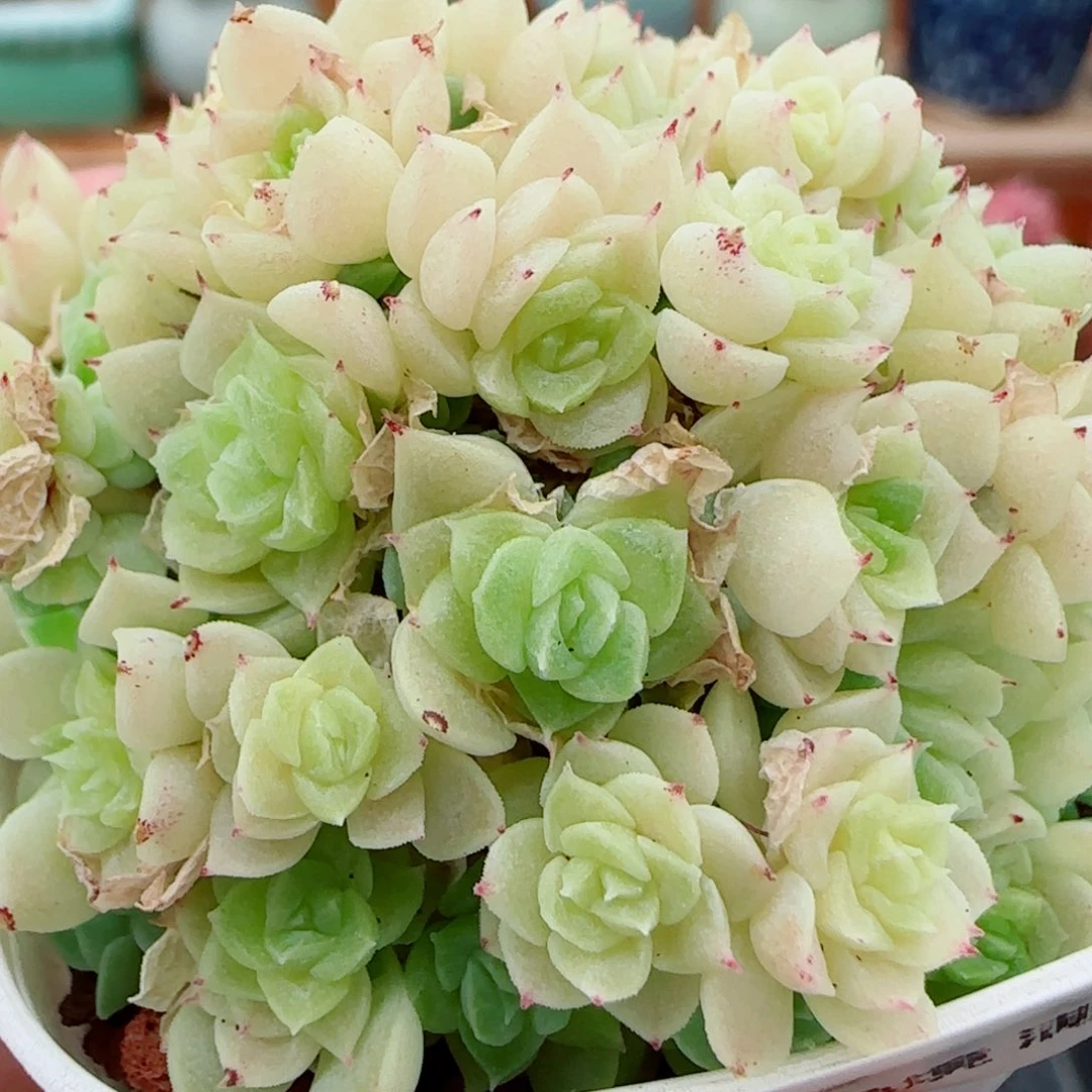 花语逸镜1001-185散