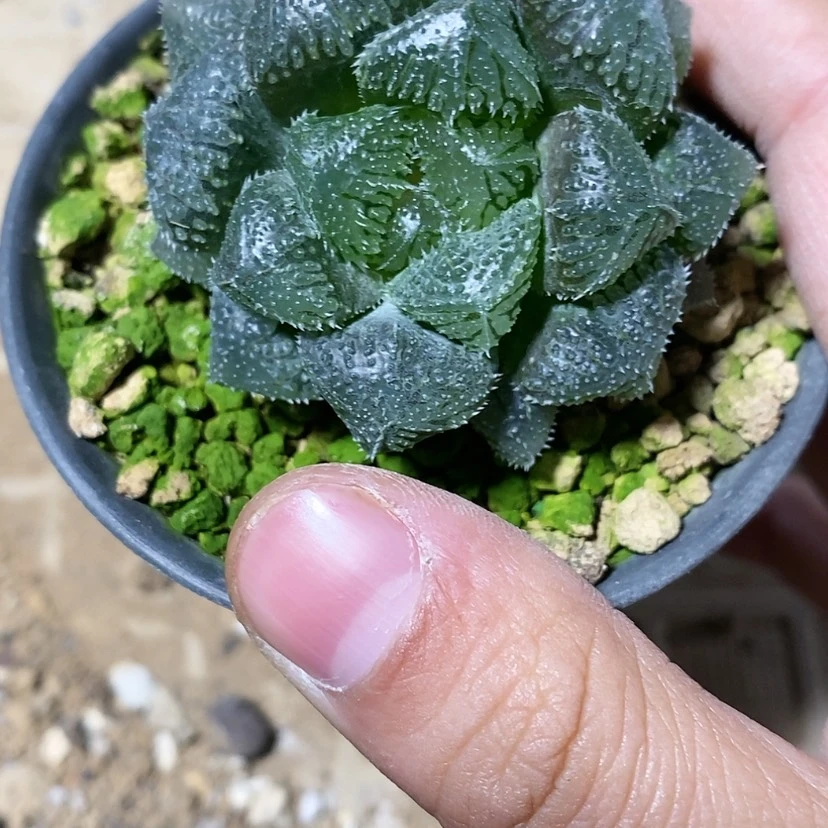 【闪购商品】与****子212魔刺