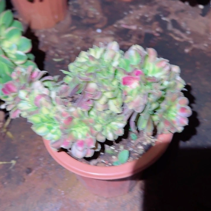 唯***依374韶华缀化多肉植物满28包邮